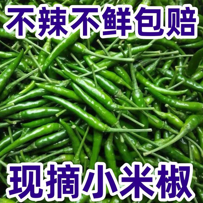 新鲜青小米椒特辣青小米辣鲜椒青朝天椒青辣椒指天椒泡椒产地直发