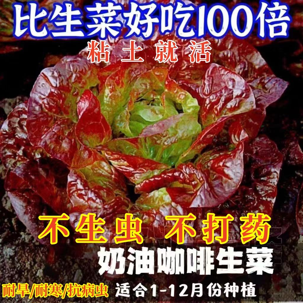 奶油大叶生菜种子紫叶生菜蔬菜沙拉球生菜苦菊四季蔬菜种子大全