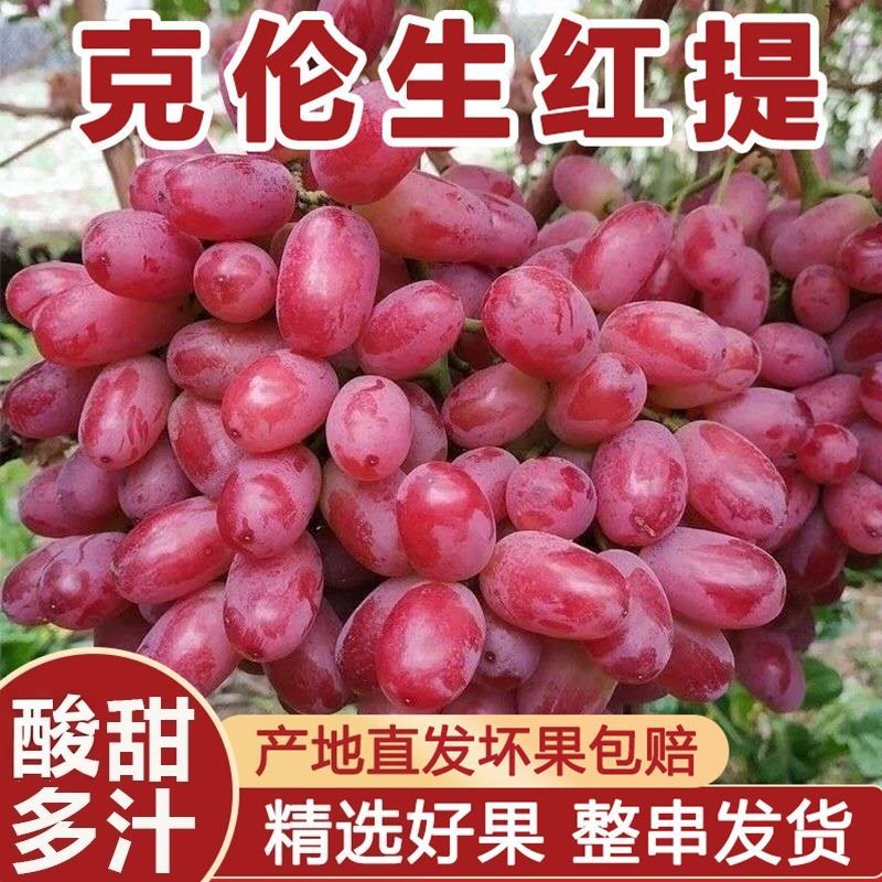 新鲜克伦生无籽红提脆甜葡萄应季新鲜水果一整箱批发