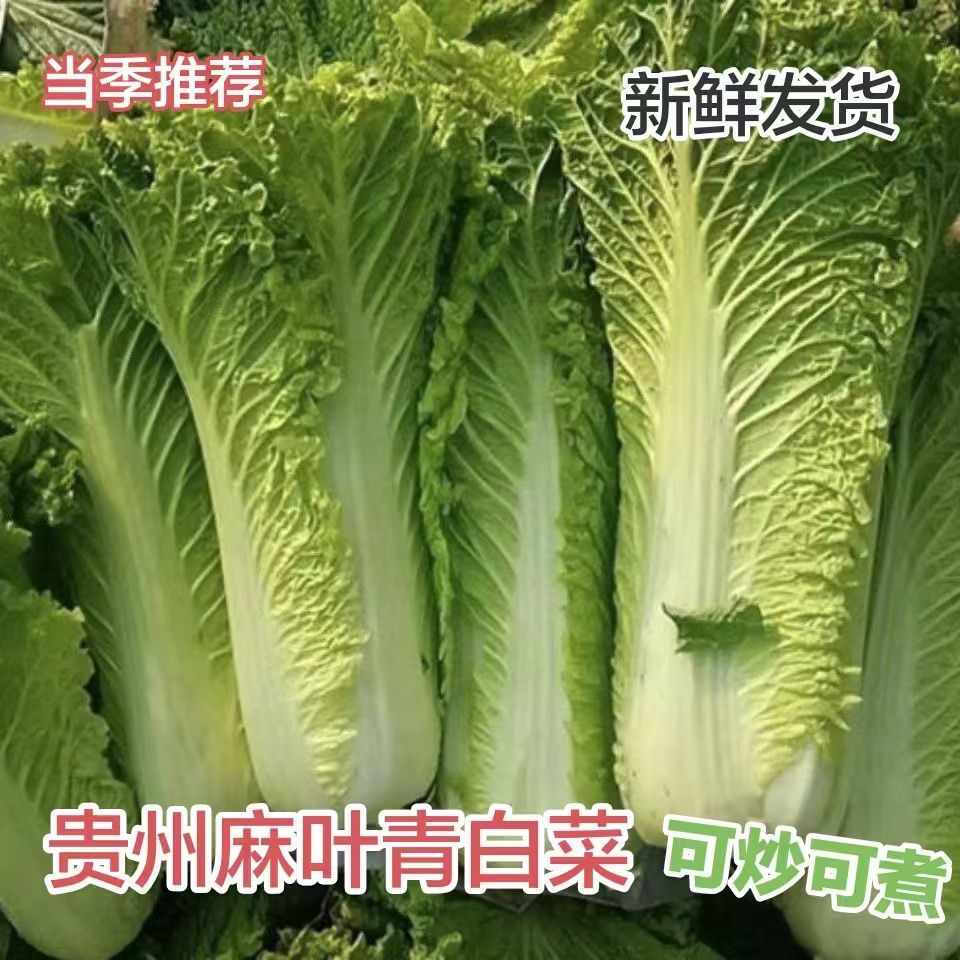贵州自种正品新鲜青口大白菜新鲜蔬菜青麻叶菜现砍现发当季便宜