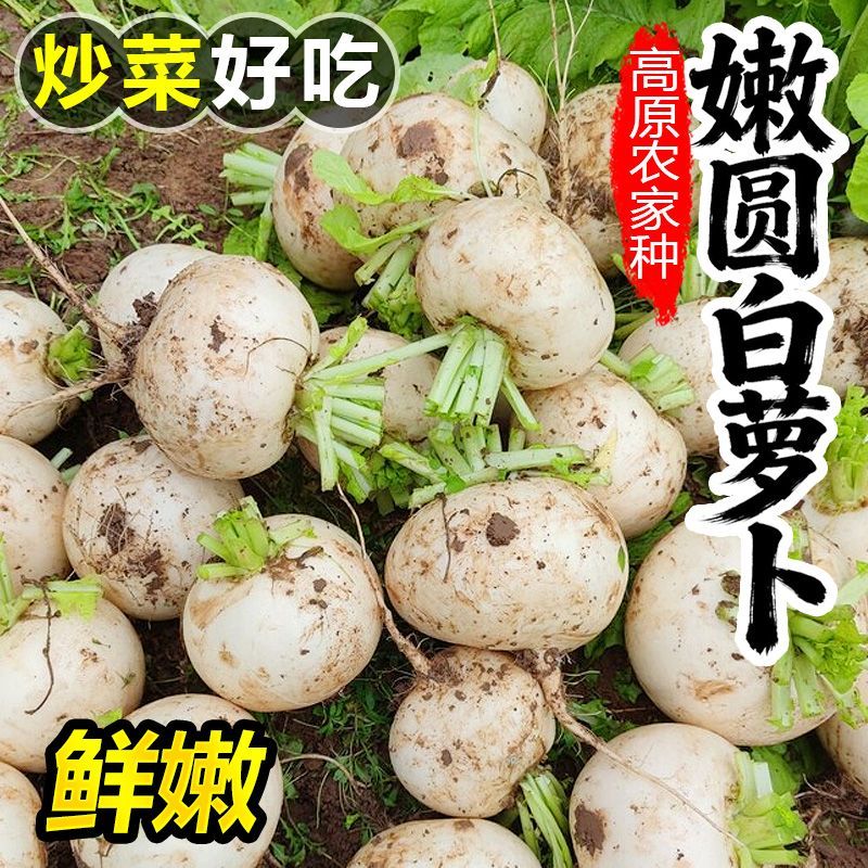 带箱5斤彩箱发【圆白萝卜】云南新鲜现挖白皮白心农家自种蔬菜