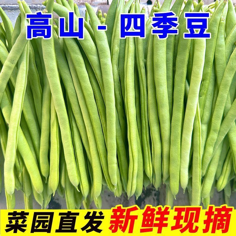 【带箱5斤】云南高山四季豆小金豆当季新鲜蔬菜长豆角豆芸豆批发
