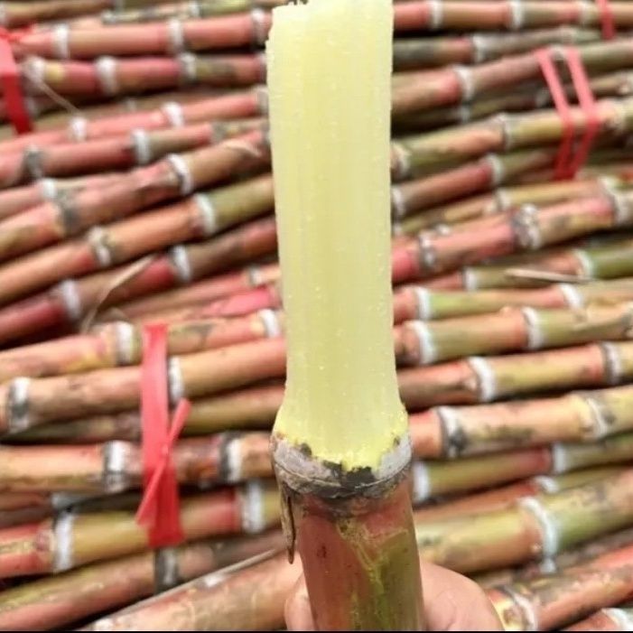 【整箱批发】红皮脆皮甘蔗云南食用当季新鲜南方薄皮孕妇水果整