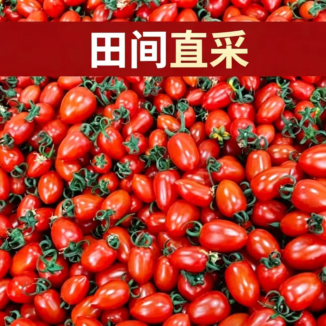 【当季圣女果】小番茄新鲜应季水果批发价薄皮西红柿非千禧小番茄