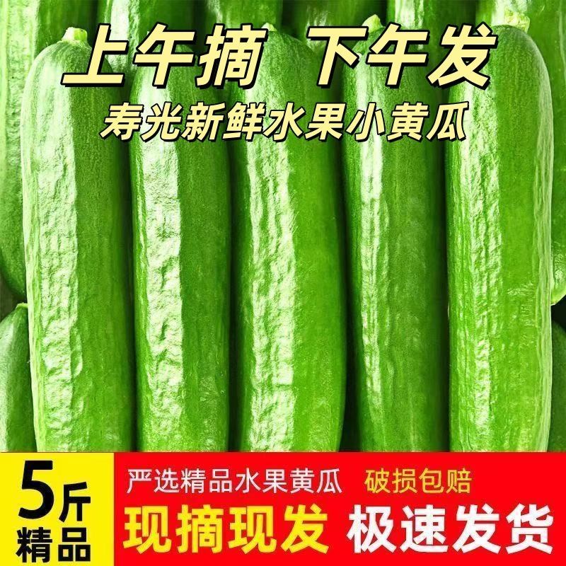 现摘多汁脆嫩无刺水果小黄瓜低卡低热量健身新鲜山东寿光产地包邮