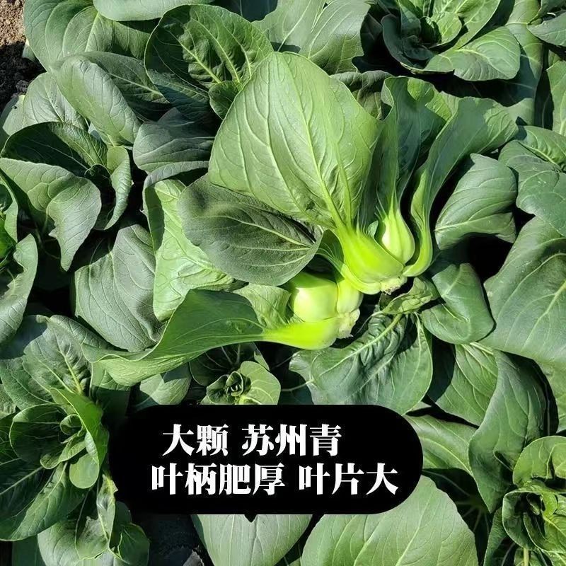苏北当季农家露天青菜蔬菜新鲜苏州矮脚黑菜太湖油菜批发