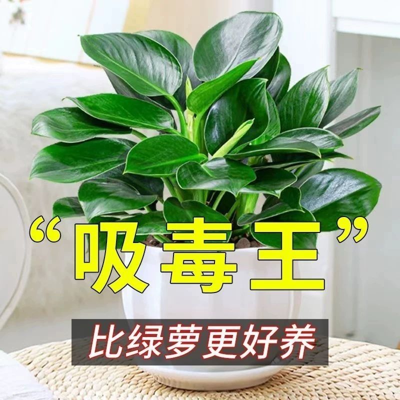 【吸甲醛】金钻绿植盆栽室内绿植水培土培室内客厅净化空气植物