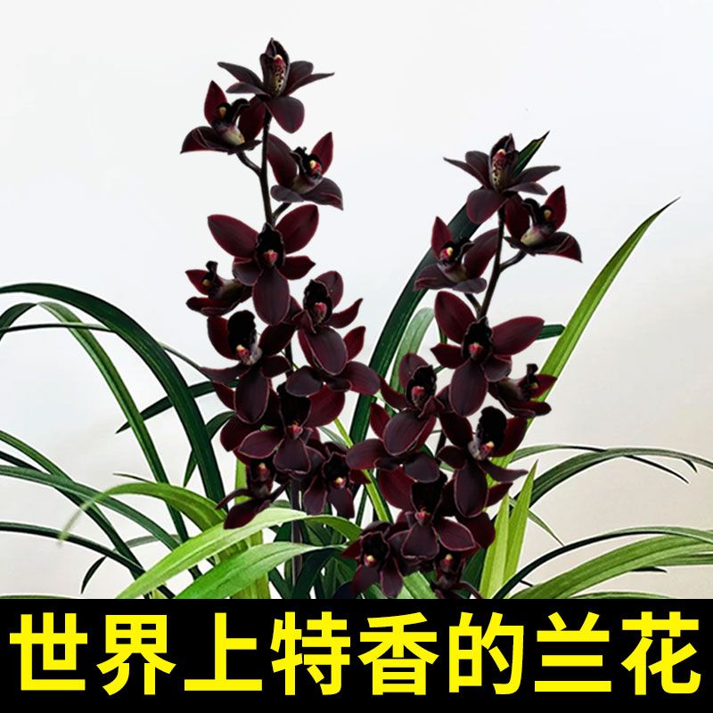 稀有兰花捡漏耐寒耐热好养兰花四季兰常青浓香型建兰室内绿植花卉