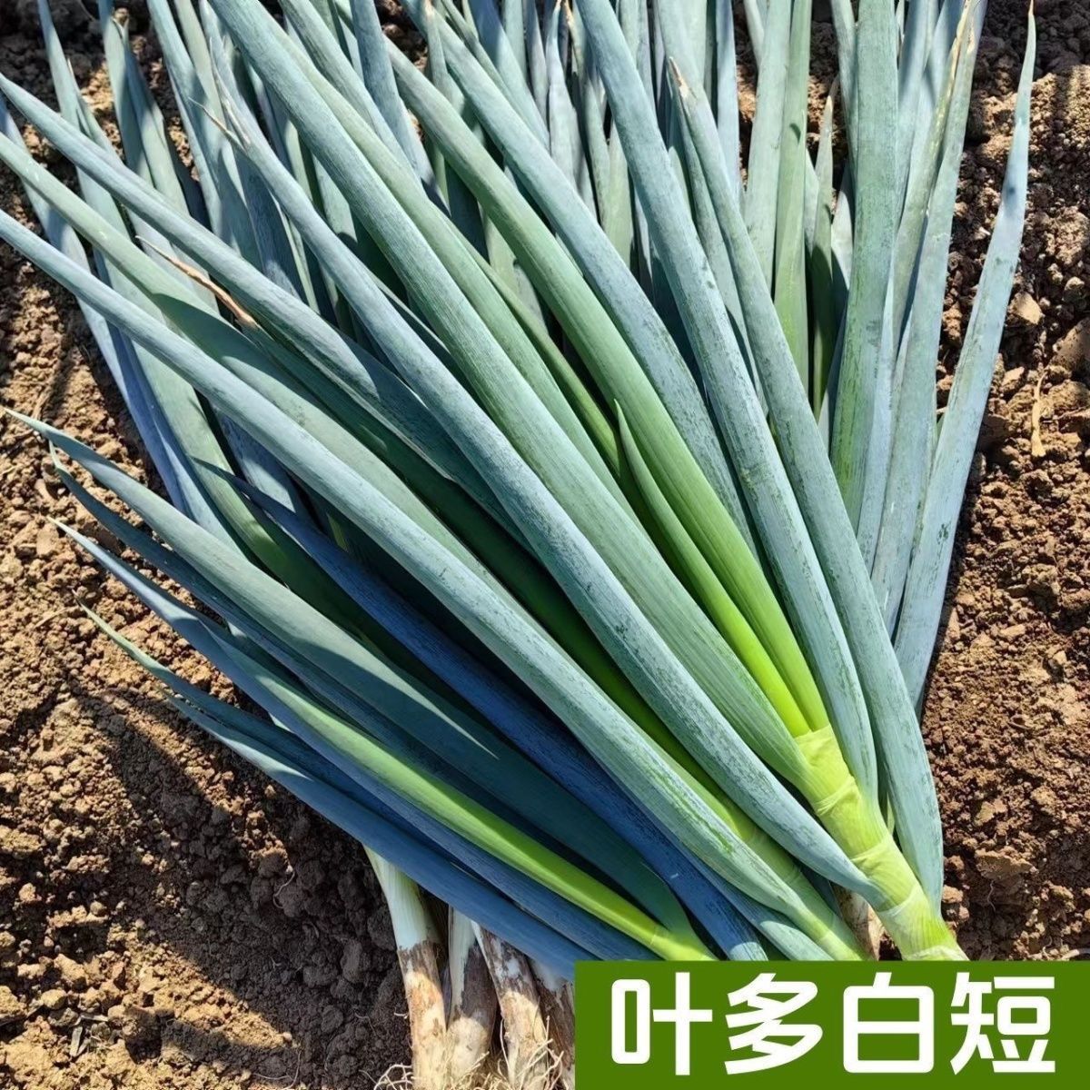 正宗山东大葱半大新鲜生吃特产四季大葱发货农家自种酱菜蔬菜