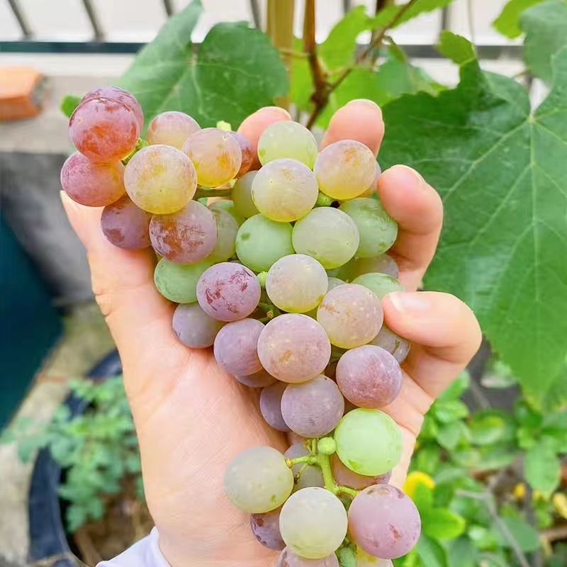 爬藤葡萄苗阳台种植 抗病 易种当年结果 南北方果树苗盆栽爬藤