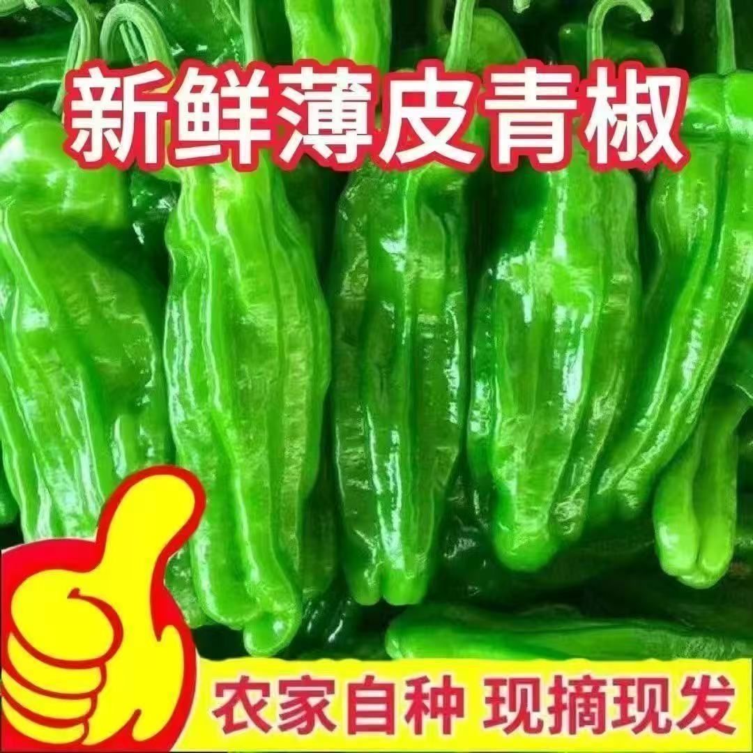 现摘现发薄皮辣椒微辣新鲜现发青椒不辣批发不辣的辣椒