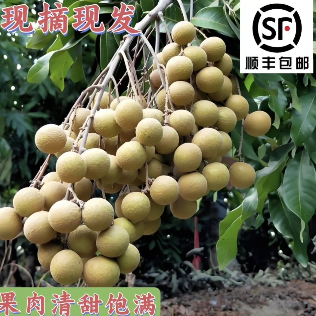 现货石硖龙眼新鲜大果现摘储良桂圆当季应季水果超甜鲜果整箱顺丰