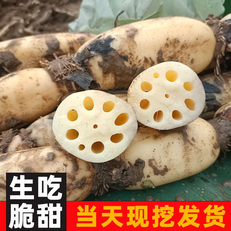 【特价】当季新鲜脆藕嫩藕现挖直发生吃商用家用整箱批发莲藕头