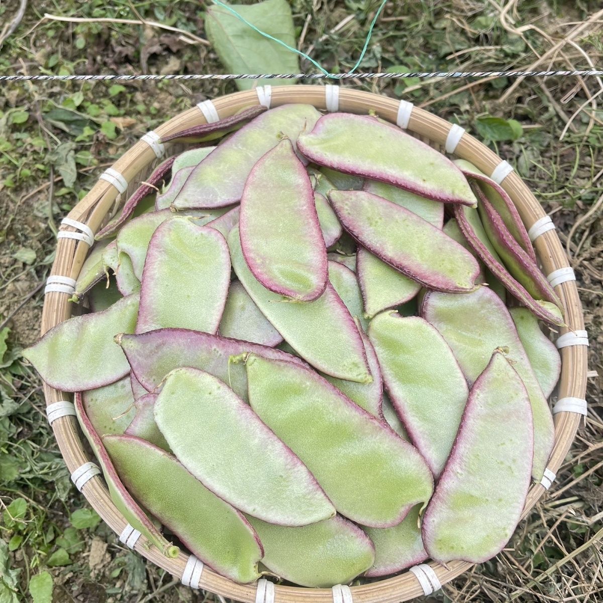 广西新鲜紫扁豆四季扁豆当季筋豆芸豆现摘青豆蔬菜应季批发整箱