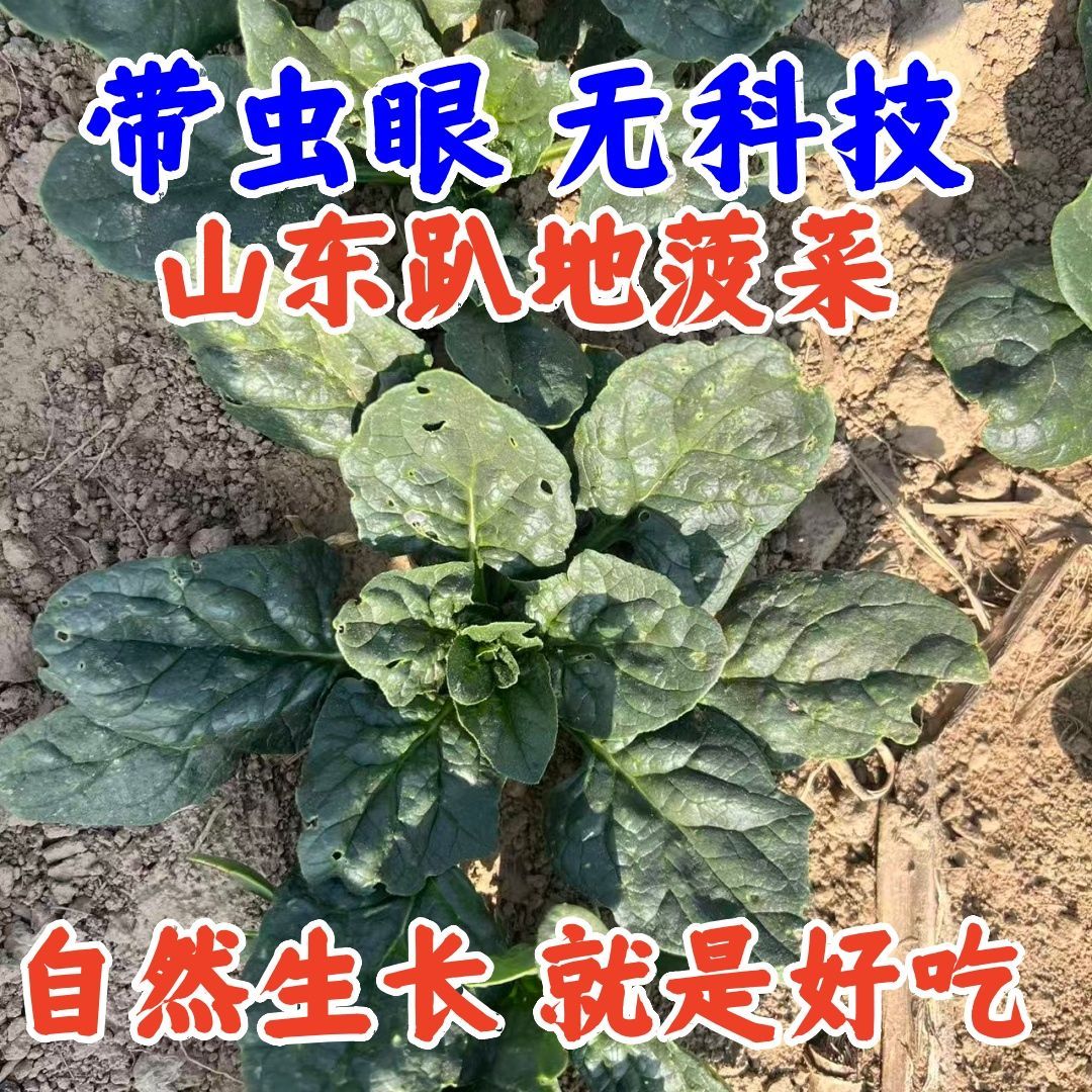 山东趴地菠菜自然生长带虫眼无科技种植新鲜采摘健康美味蔬菜