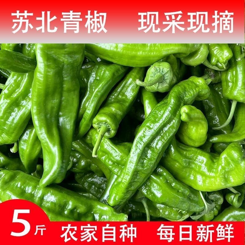 现摘现发新鲜芜湖辣椒农家自种青椒薄皮椒微辣芜湖椒虎皮椒新鲜