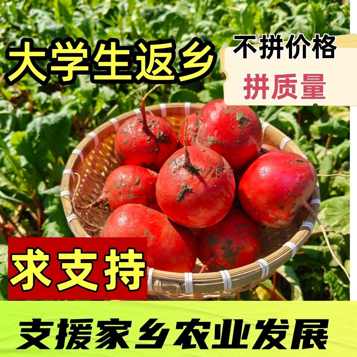 湖北老品种红萝卜农家新鲜圆萝卜现摘现发红皮萝卜应季蔬菜批发