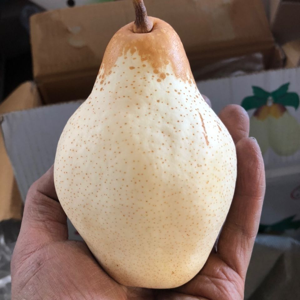 【放软好吃】软糯贵妃梨香蕉梨太婆梨子产地新鲜发货5斤/10斤带箱