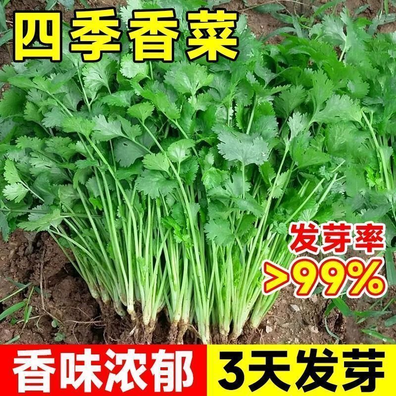 易发芽大叶香菜种子香菜籽耐热四季阳台室内盆栽种籽蔬菜种子