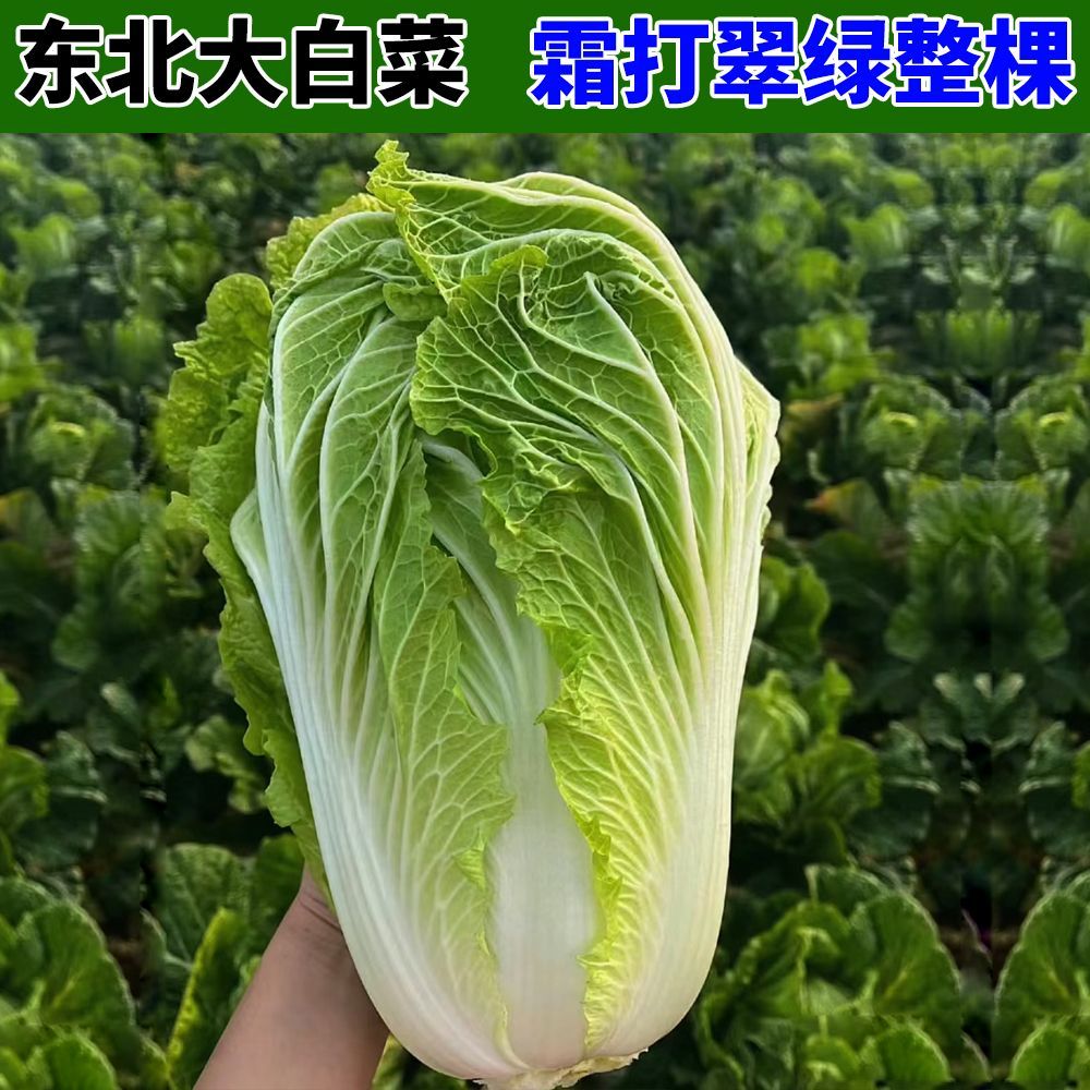 东北吉林正宗大白菜新鲜绿叶绿帮绿色叶腌酸菜的白菜直发当季秋季