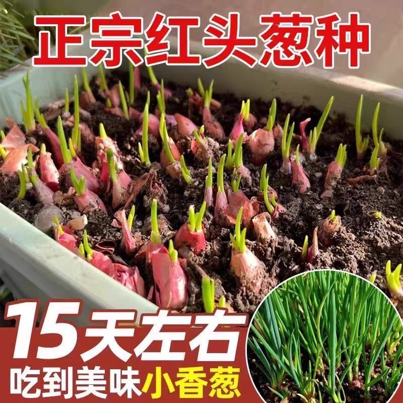 正宗四季小香葱各种蔬菜种子本地葱头火葱食用干葱头耐寒四季种植