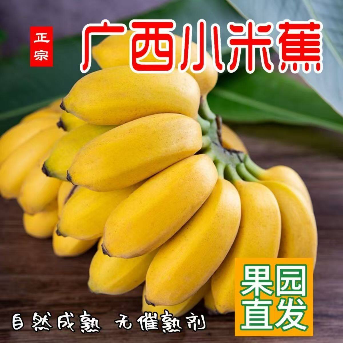 正宗广西小米蕉当季新鲜孕妇水果拇指蕉香蕉软糯