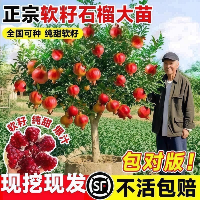 石榴树苗果树苗突尼斯红甜软籽无籽石榴树盆栽地栽南北方种植耐寒
