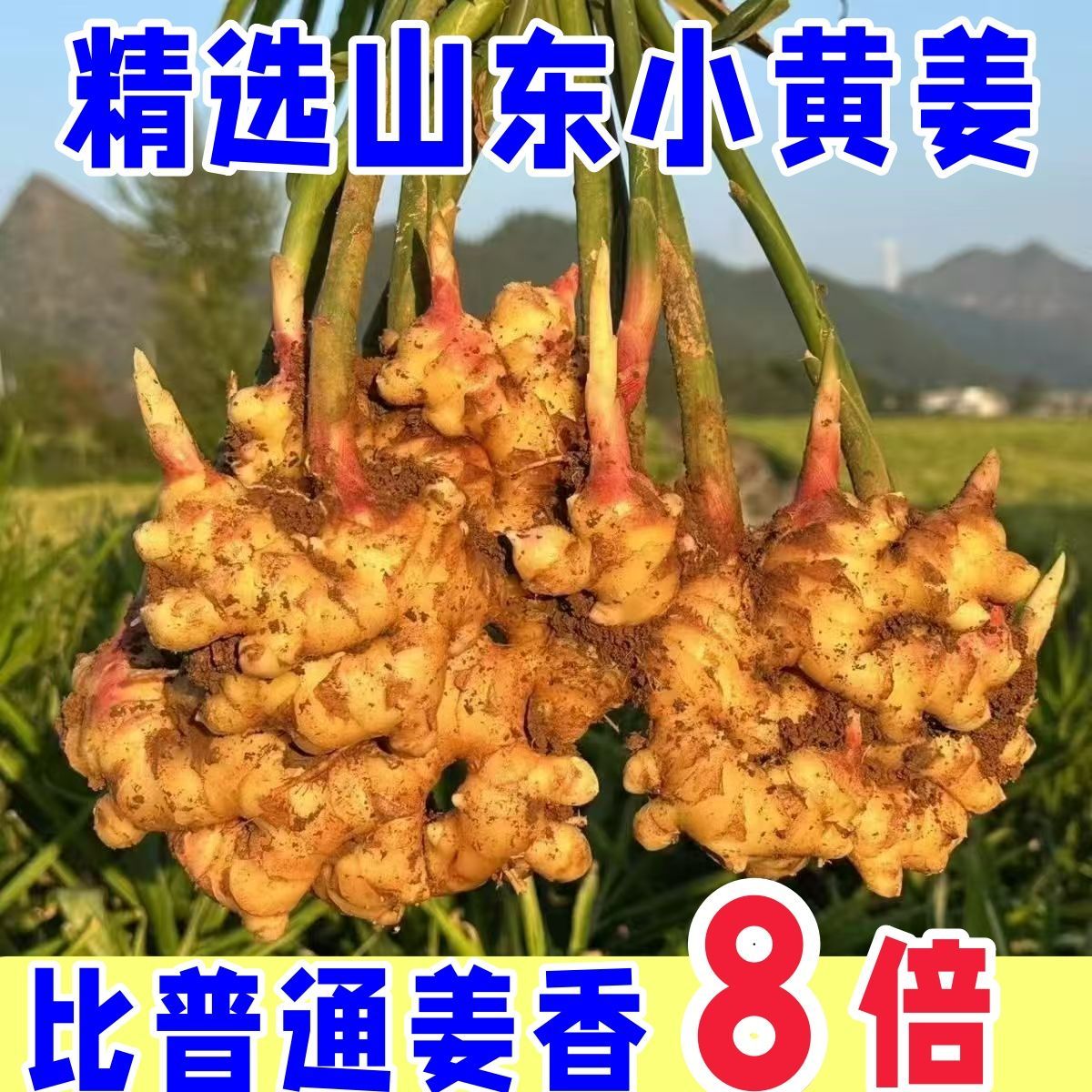 鲜姜现挖山东小黄姜生姜批发正宗农家黄姜自种带泥新鲜鲜姜月子
