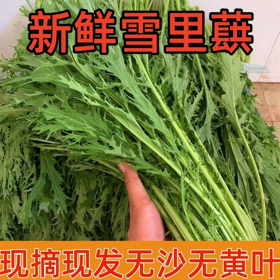 雪里红新鲜雪里蕻农家自种雪菜应季春不老当季青蔬菜腌制咸菜酸菜