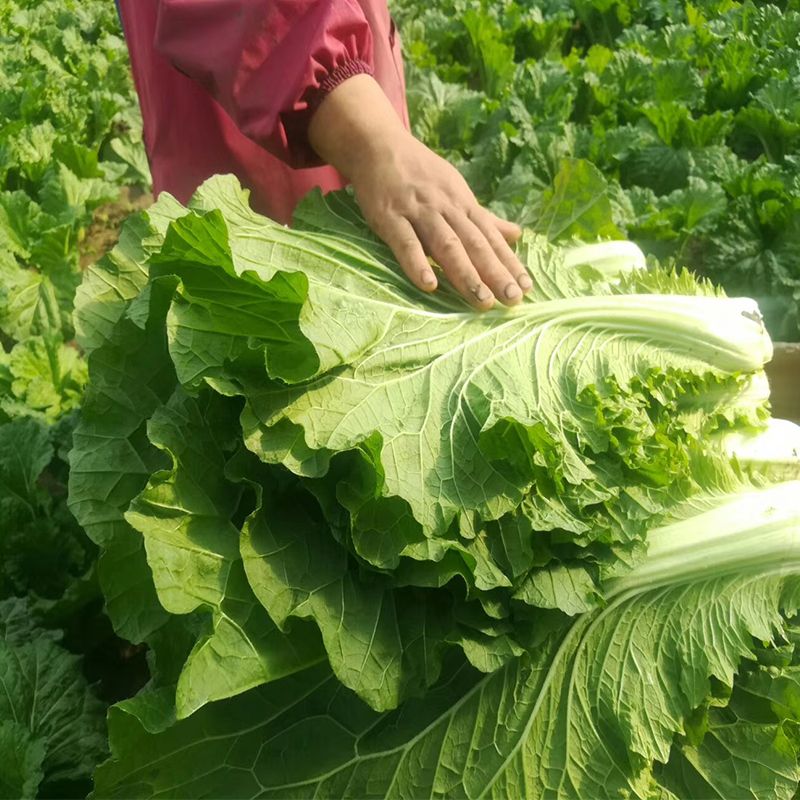 新鲜绿色东北饭包白菜叶打饭包叶包邮即食白菜叶农家叶子便宜绿叶