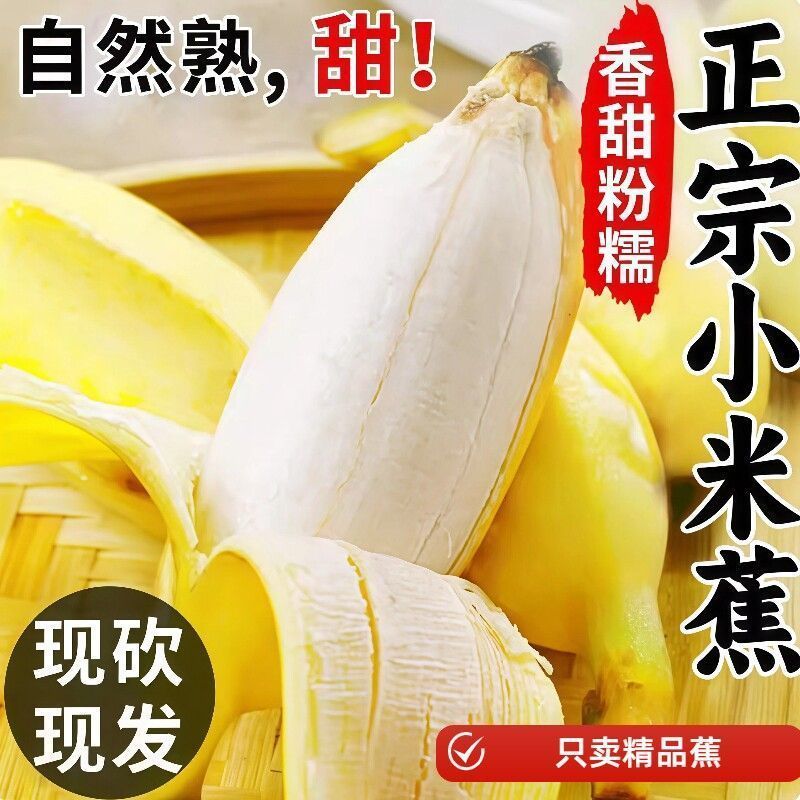 正宗广西小米蕉当季新鲜水果小香蕉自然熟小芭蕉蕉包邮现摘