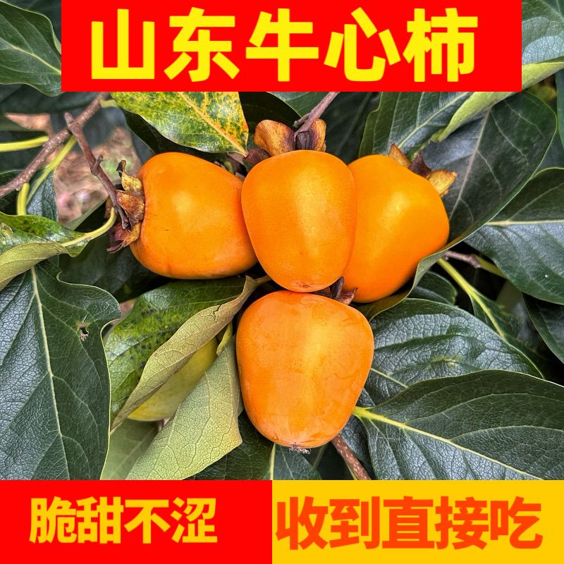 正宗山东芒果牛心柿子脆甜柿子长柿子现货采摘无核硬柿子大果整箱