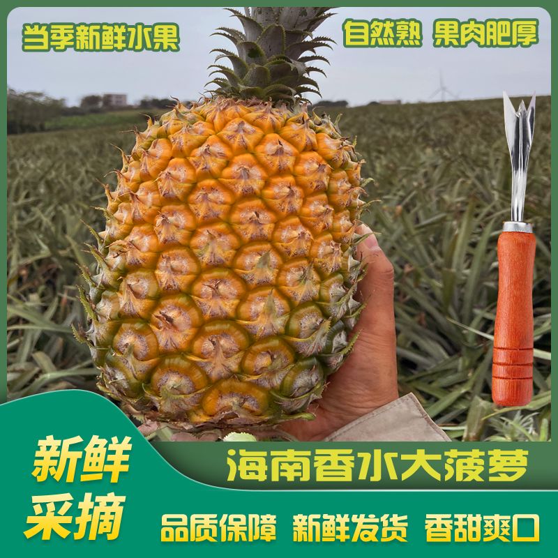 【A级大菠萝】新鲜大菠萝海南香水大菠萝AB级果菠萝蜜甜非大凤梨