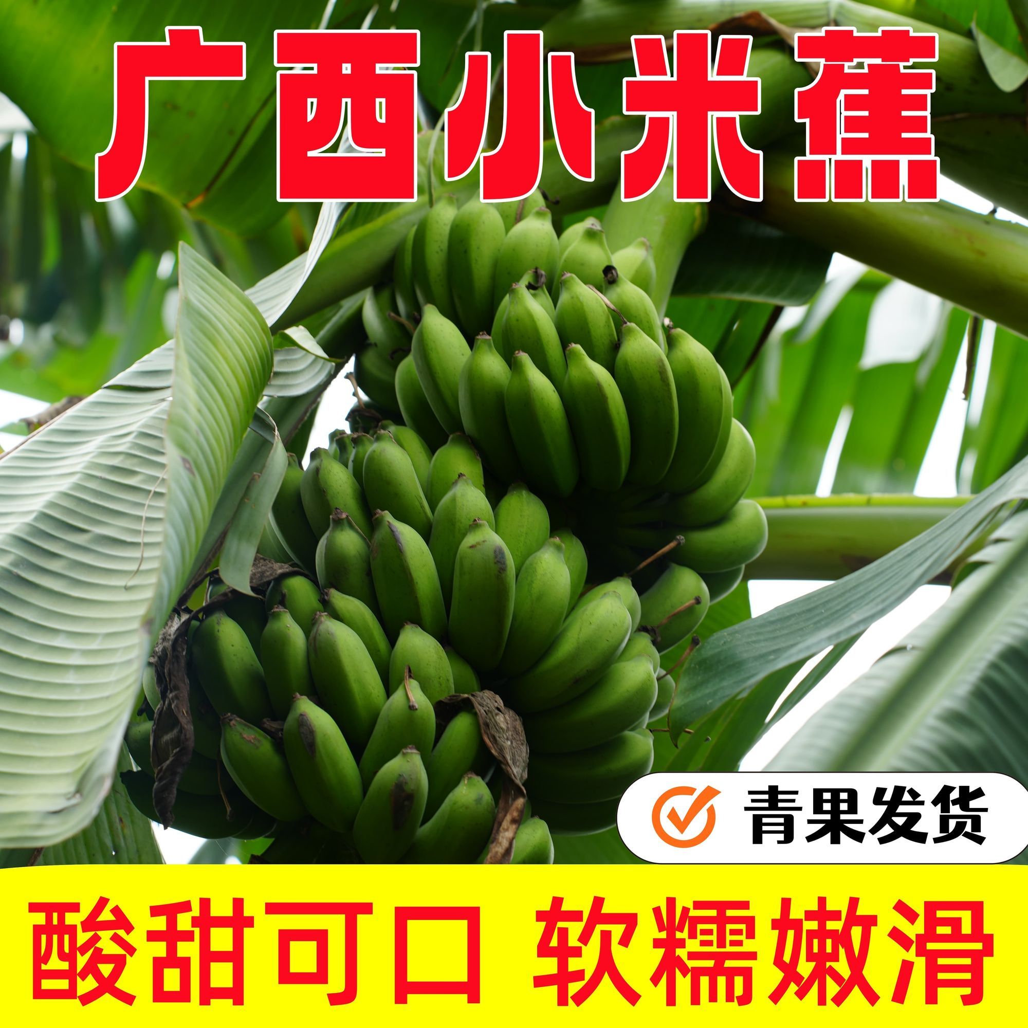 广西本地小米蕉皮薄肉厚自然熟小香芭蕉当季新鲜水果整箱