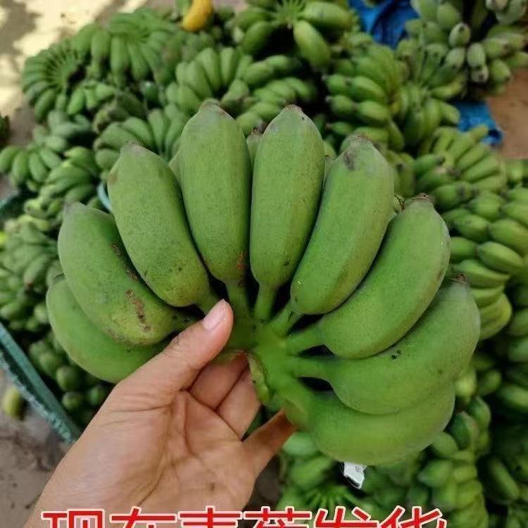 广西南宁小米蕉拇指蕉当季新鲜薄皮酸甜软蕉粉蕉原产地直发香甜糯