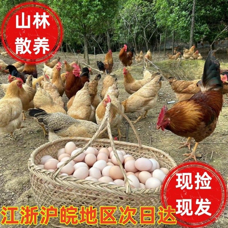 【新鲜到家】皖南竹林正宗土鸡蛋农家散养蛋孕妇营养新鲜生态批发