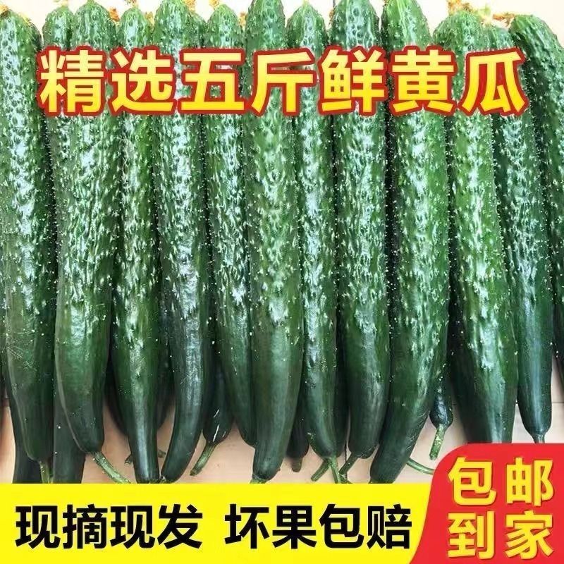 山东潍坊黄瓜正宗头茬黄瓜细黄瓜刺黄瓜农家新鲜蔬菜山东寿光蔬菜