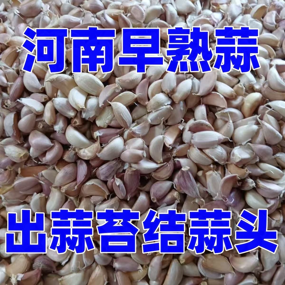 【手掰早熟蒜】2026年新蒜紫白皮蒜瓣餐饮面馆商用大个蒜瓣非去皮