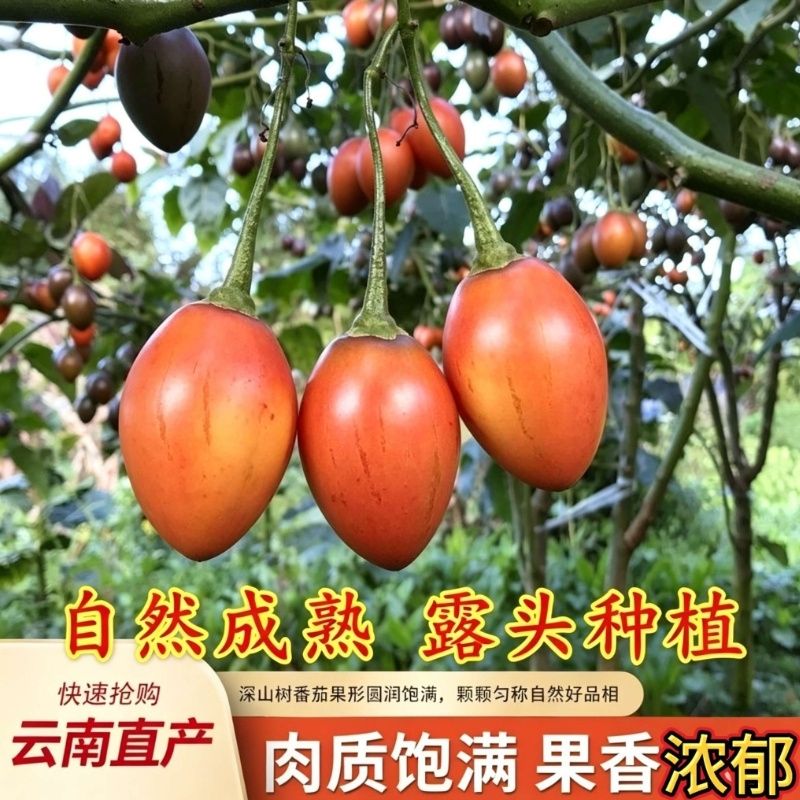 树番茄云南大树番茄特产树番茄当季新鲜直发便宜正宗鸡蛋果熟果