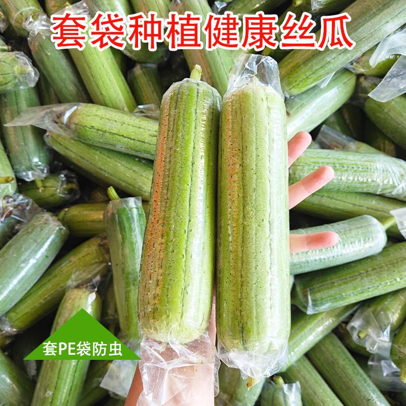 丝瓜新鲜肉丝瓜短棒圆丝瓜土丝瓜青瓜广西农家清甜可口水瓜蔬菜