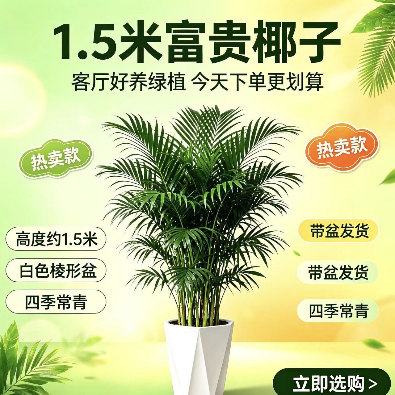 富贵椰大型绿植1.2米客厅办公室新房乔迁净化空气好养基地包邮
