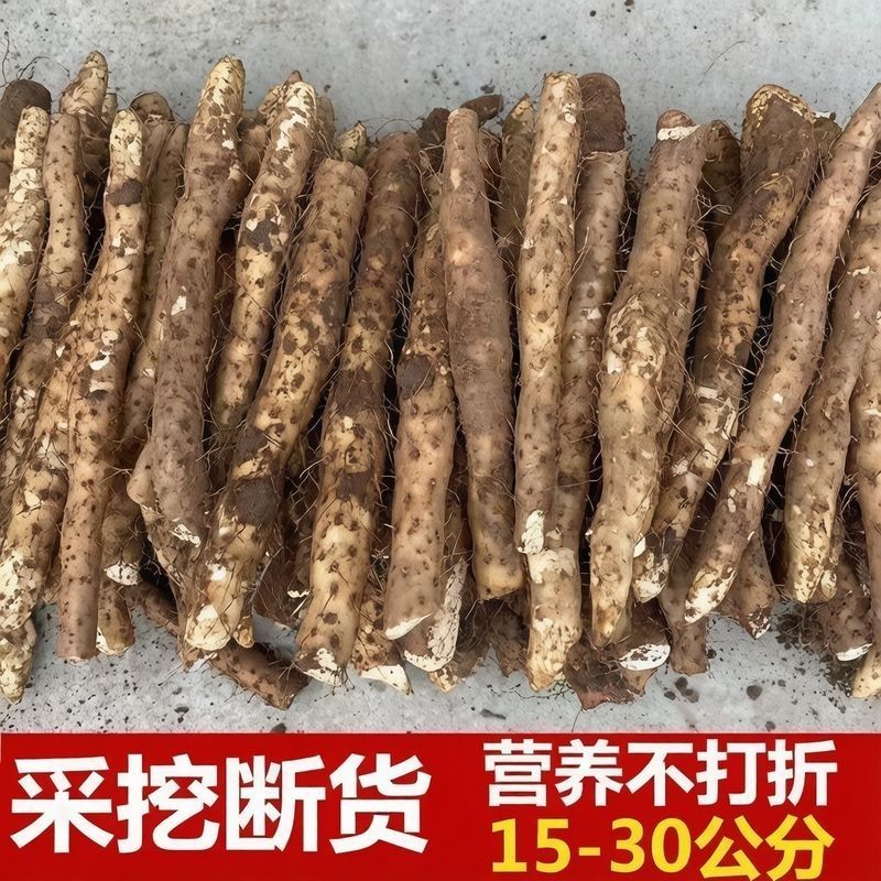 河南2026焦作铁棍山药香甜软糯新鲜正宗现挖农家挖断泸土自种山药