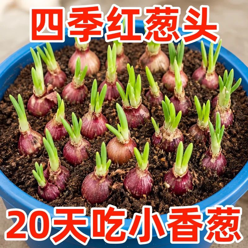 四季小香葱红葱头火葱盆栽地栽庭院阳台小葱头苗蔬菜种植小洋葱头