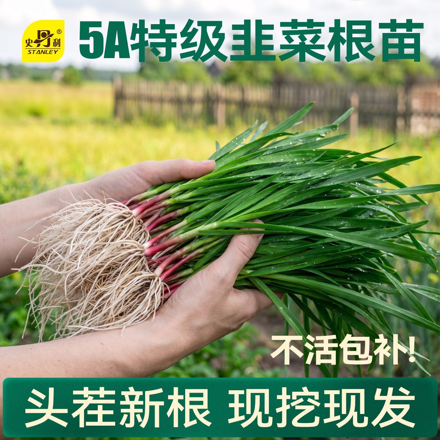 【史丹利】韭菜根苗韭菜根韭菜苗红根宽叶韭菜根紫根盆栽阳台种植秧苗