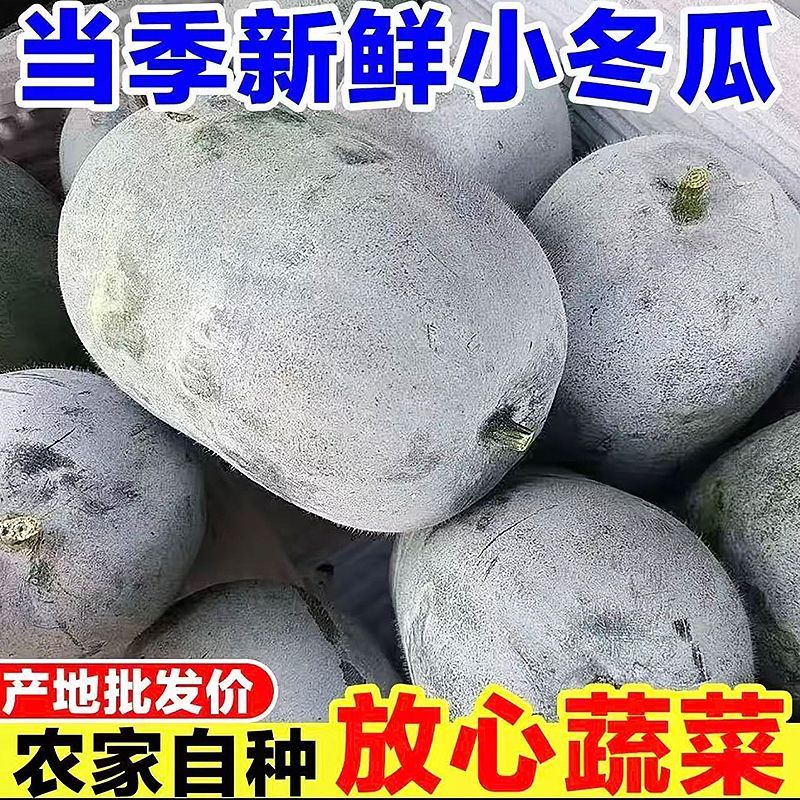 头茬小冬瓜现摘新鲜小个正品水果冬瓜当季脆甜新鲜蔬菜迷你小冬瓜