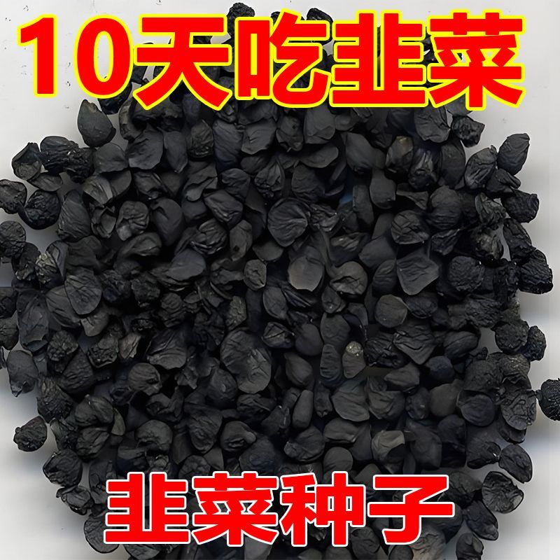 小细叶韭菜种籽浓香阳台盆栽大田留种四季种 细叶韭菜种子