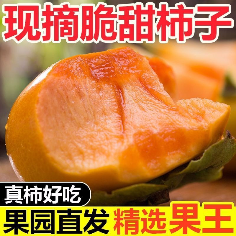 【彩箱】脆甜柿子生吃硬柿子爽口现摘阳丰脆柿时令水果产地直发