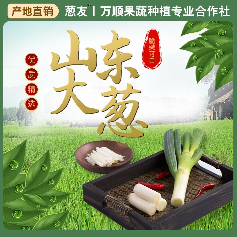 新鲜山东铁杆大葱现挖现发农家自种美食调味品时令当季