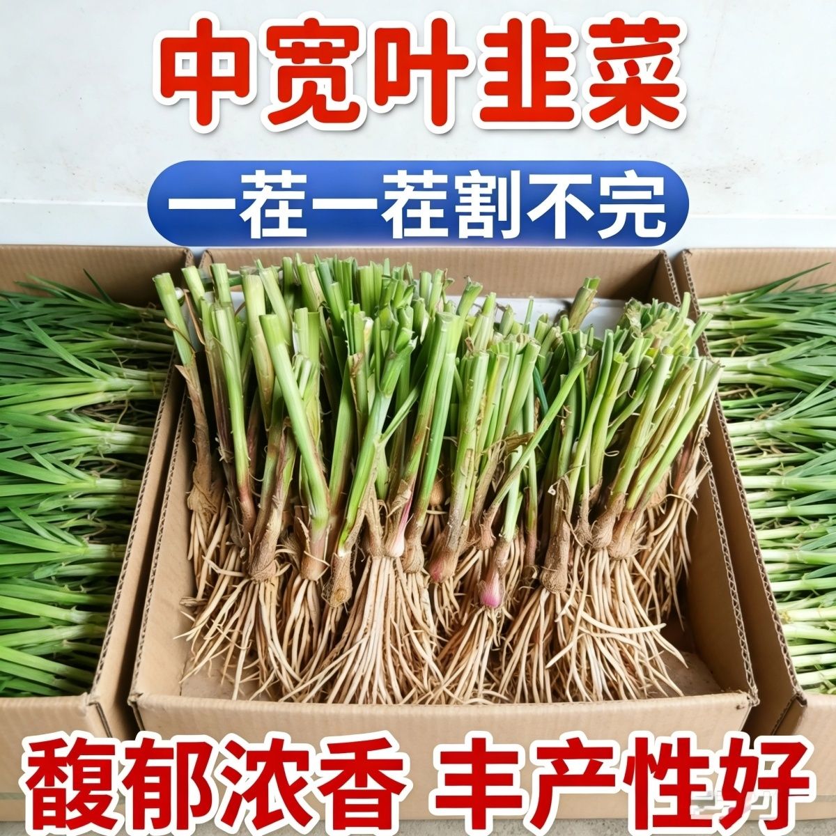 791雪韭 正宗老品种香韭菜根新鲜头茬中宽叶韭菜四季庭院阳台花盆