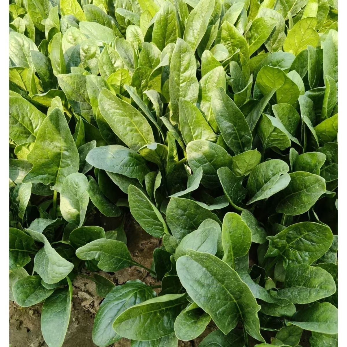 实惠新鲜农家山东菠菜新鲜现摘高脚大叶菠菜当季直发可当火锅食材